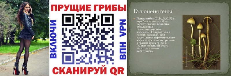 Купить  Нефтекумск  Галлюциногенные грибы Cubensis 